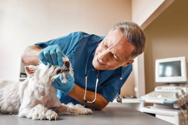 Best Emergency Root Canal Treatment in Eden Isle, LA